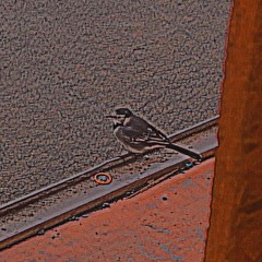 Back†hen - BirdOnTheDoorStep (prod. BLUNTWIZARD