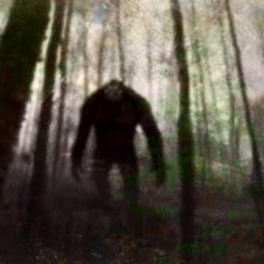 Forest at dusk