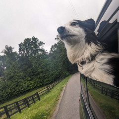 Live at BUELFEST 2025