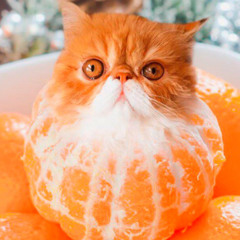 манда ринчик