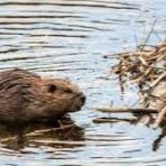 Tough Times The Life Giving MC Prod. NU-CLEAR-HODGE