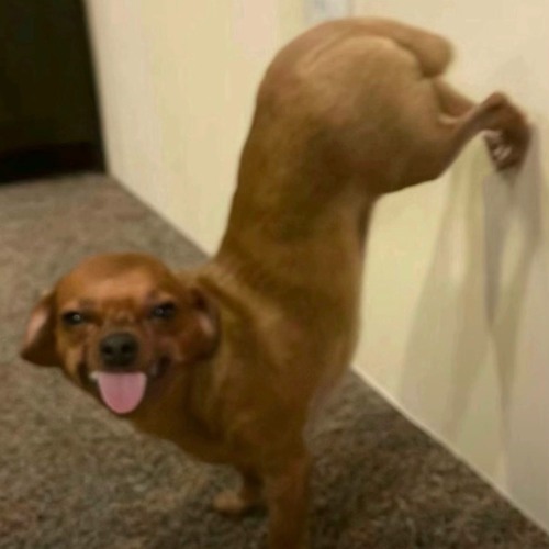 OB run it up x prodkooball “fun”