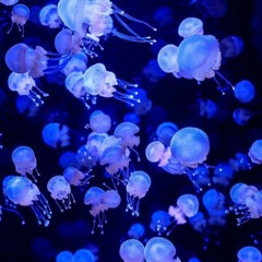 Phosphorescent 💙🫧