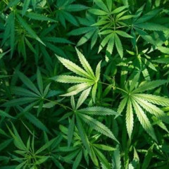 High ASF(feat.reql.beaz)