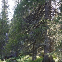 I skogen