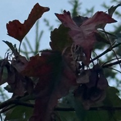 cold spine (demo)