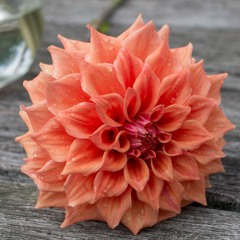 Earthen Spice - Chai n Vibes set @ Earth Frequency 2025 - 20th Anniversary edition