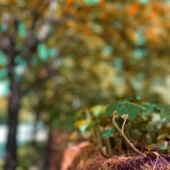 019 - Rustling Through The Peach Branches