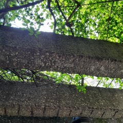 The Veldt - Angel Heart