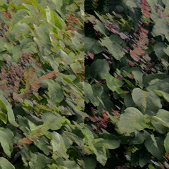 That Night, a Forest Grew