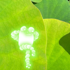 Halation Frog / BotaHouse