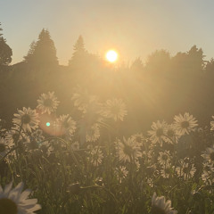 bloom