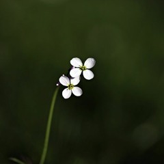 Chopin Waltz Op. 34-2 ショパン ワルツ Op. 34-2