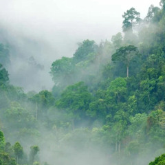 Jungle