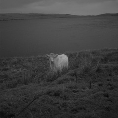 Scrolling the Scrawl