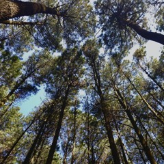 Soegi Bornean - Asmalibrasi (cover)