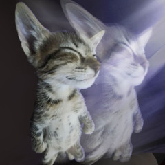 dreamin remix