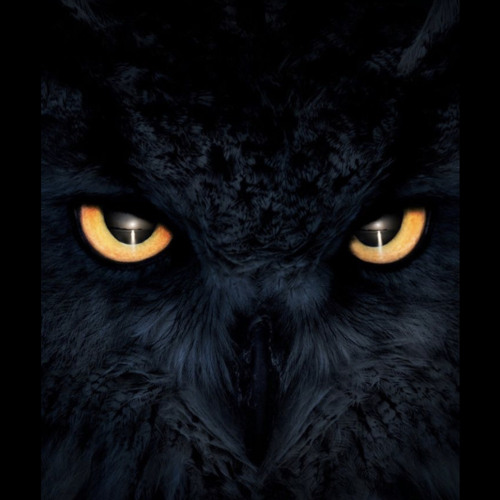 naeko semi-auto - block spent