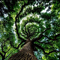 Derakht Bavar _MC_Pourya