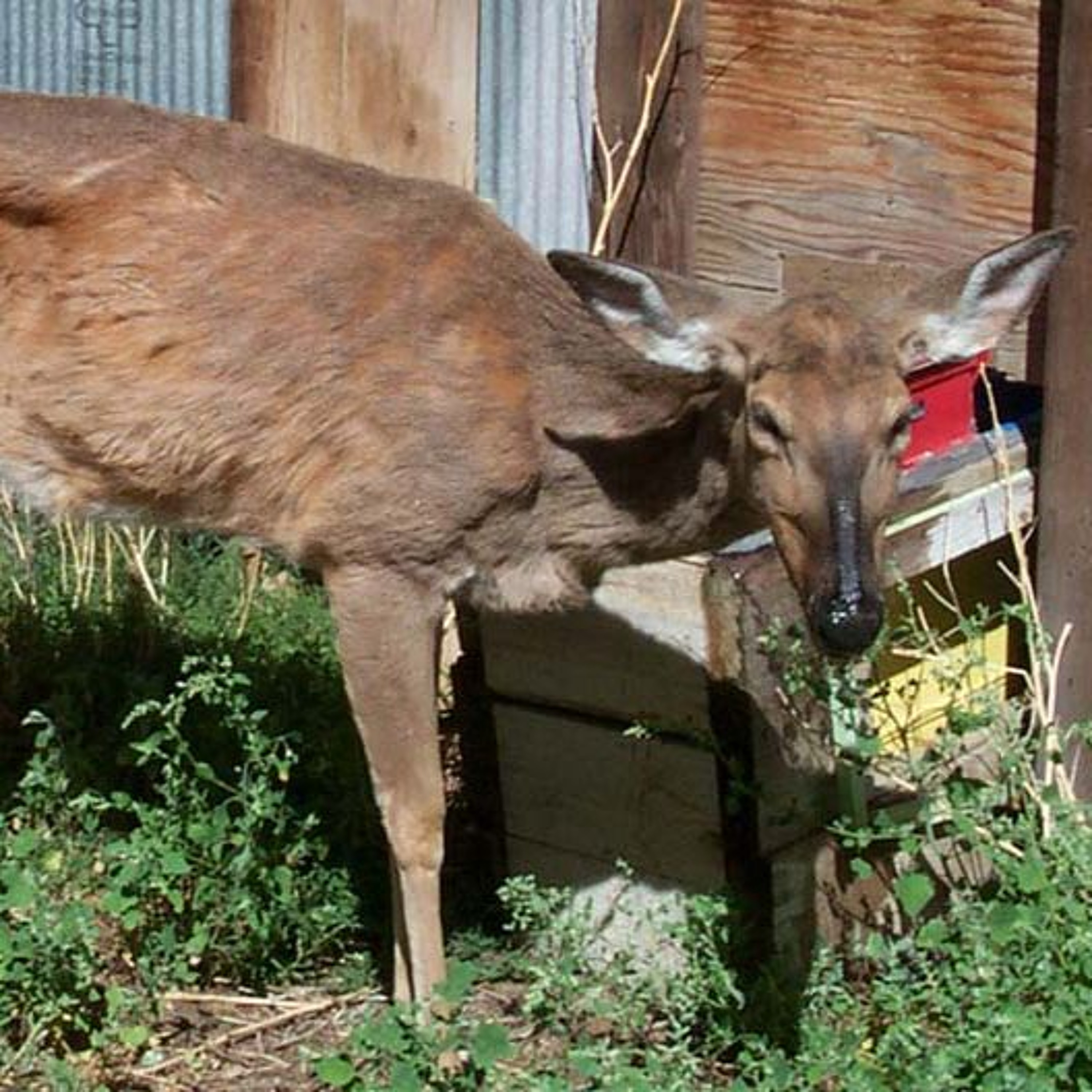 Can mountain lions save Utah's deer from chronic wasting disease? episode artwork