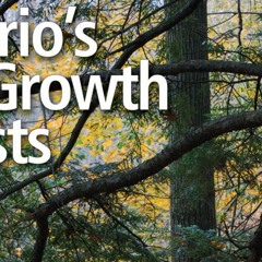 +DOWNLOAD#@ Ontario's Old Growth Forests (Michael   Henry)