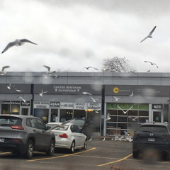 Birds In The Sky++Goony <3