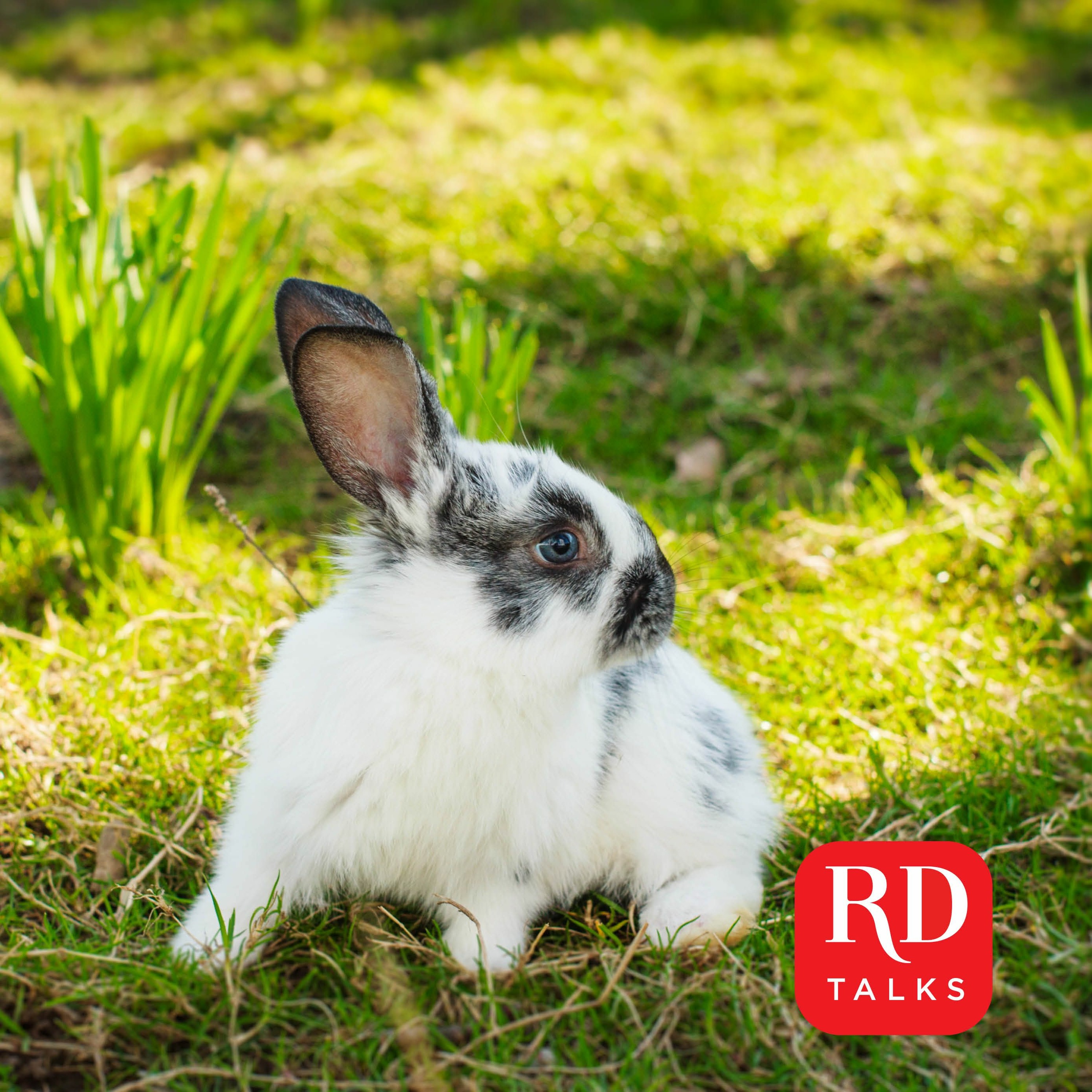 A bunny at my door