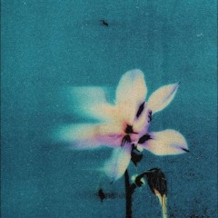 asia menor - flores del naranjo (demo)