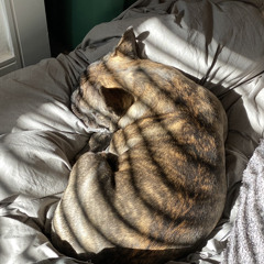 Sunbeams