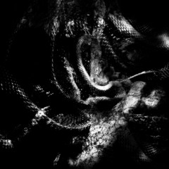 ndica & srrw "glocksout" wixxo