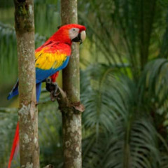 Rainforest Hallucinations