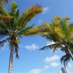 palm feat. lil vey, DtB Dinero (jxdenmid)