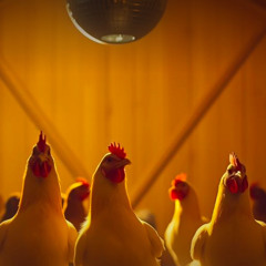 Skeeter’s Barnyard