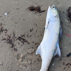 leopard fish prod. lofty305