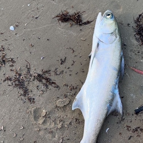 leopard fish prod. lofty305