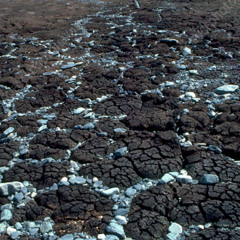 a stone in the bog