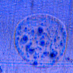 MAGICXRAIN [COOKIN SOUL BEAT BATTLE WEEK 05]