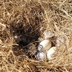 Catfishing (Vocal and Acoustic Guitar)