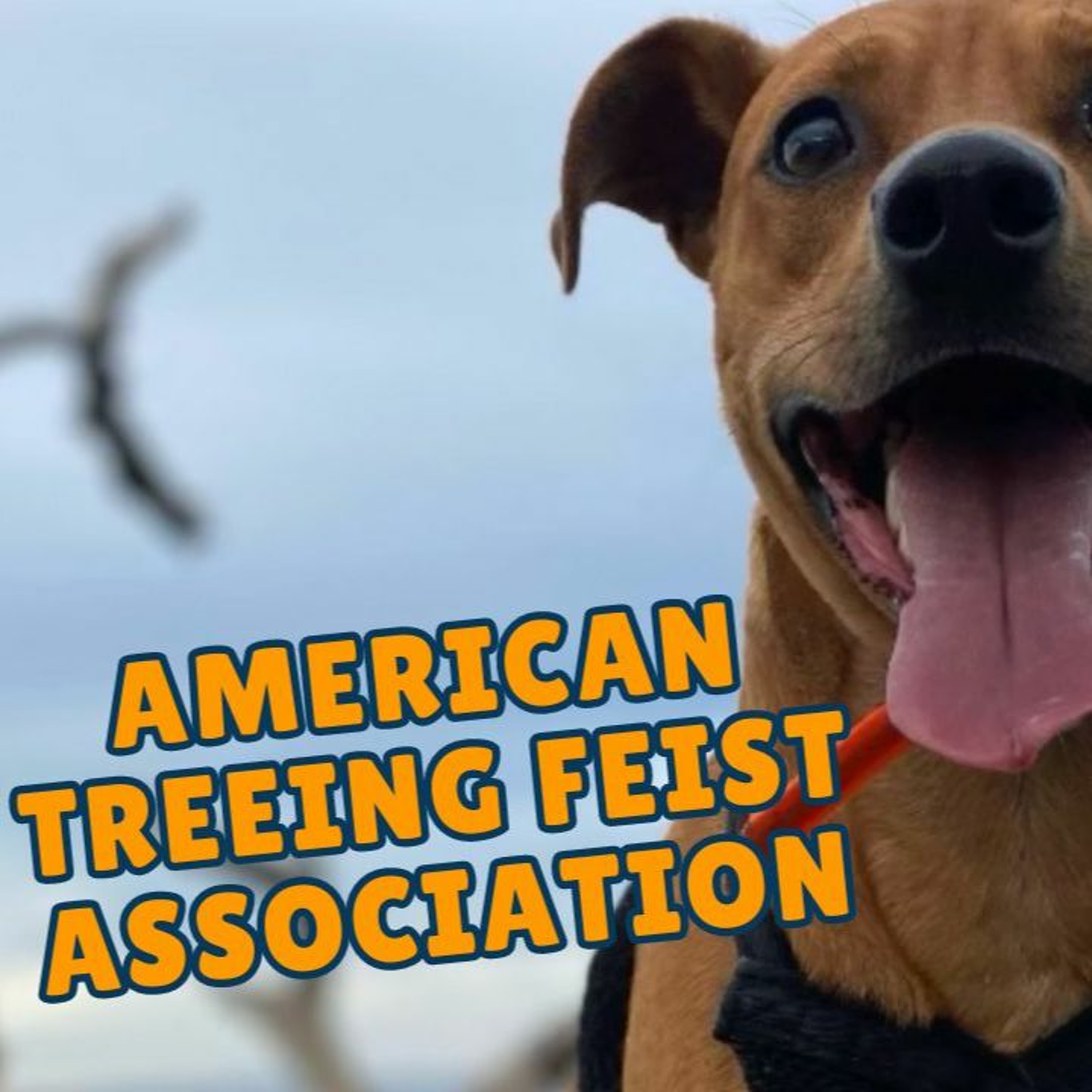 TW 387 - American Treeing Feist Association