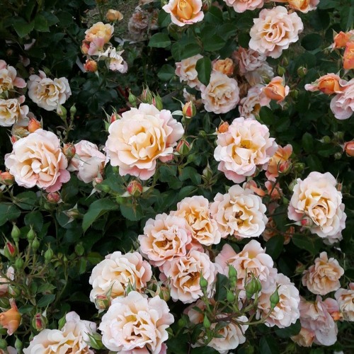 Falling For Ya (slowed + reverb)