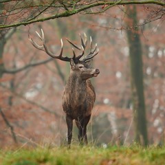 Calm Red Deer Rut - Foret D'Orleans, France