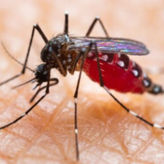 Fly drinks blood and grows fat and dies