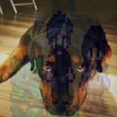 vita da cane bastonato