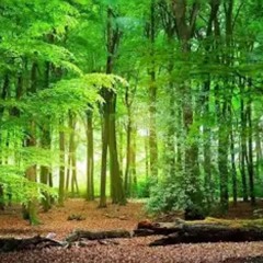 Welcome To The Jungle ( Tone Island Mix )