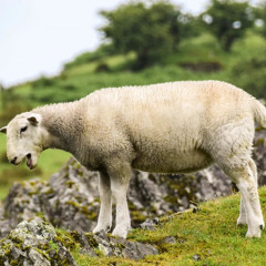 Det sidste får i folden🐑