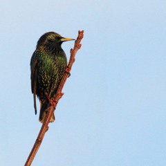 Starlings chat