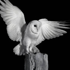 картина + qw1ax (youngslashprod)