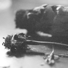 Flores Secas - Agata Delirante