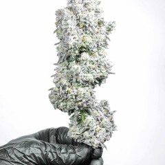 Tribe Shit Krud Mix(prod. Lock)