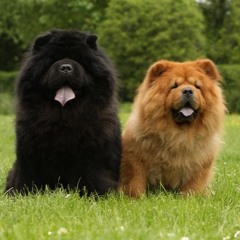 Chow Chow